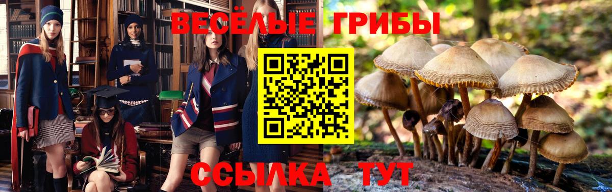 Галлюциногенные грибы Psilocybine cubensis  Вход с VPN  Александров 